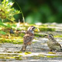 ホオジロの給餌