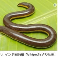 両生類の呼吸ーその６