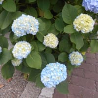 気温上がらず…涼しい土曜日…(-＿-)ｳｰﾑ　紫陽花と苺のデザート♪