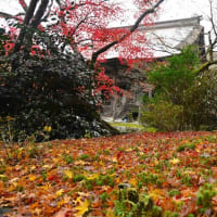 秋の京都　大原　宝泉院・勝林院　2022