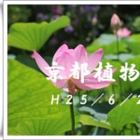 京都植物園の花々