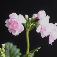 男の育花記録「4月の花」