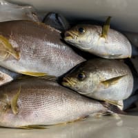 釣果