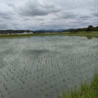晩ごはん２日分＆フン害（泣）