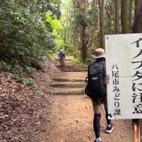 イノブタに注意⁈