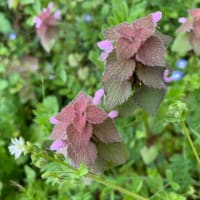 ４月１２日わち山野草の森へ、そのほかの花・・・