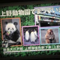 上野動物園でパンダ転職