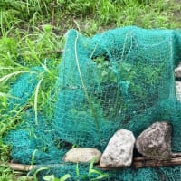 蒸し暑い日　雨上がり唐芋植え　2025/06/16（鹿児島）
