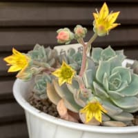 庭の草花「多肉植物」