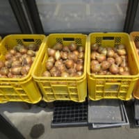 菜園の今（玉ネギを乾燥中）