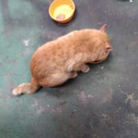 傷だらけの老兵