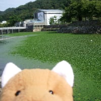 鳥取城　慶蔵坊の復元工事報告　第３回
