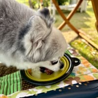 バーベキュー