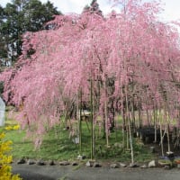 枝垂桜をママと一緒にとりにいきました