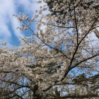 大宮公園桜開花速報(2025.4.6)