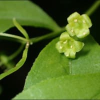 ツクバネの花と昆虫
