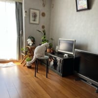 小型テレビじゃ...