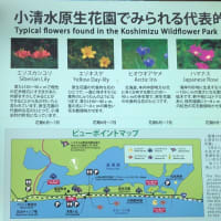 女満別、網走、小清水原生花園へ