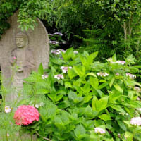 奈良　　般若寺　　紫陽花咲くころ　P３