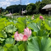 【花ハスの里あぎ】恵那峡温泉の旅③2024/7/28