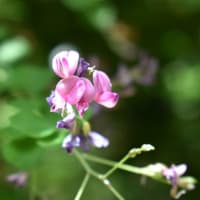 萩の花咲く晩夏の城下町。