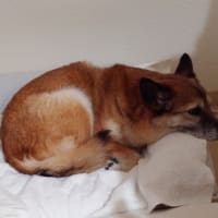 あやめ頑張れ！