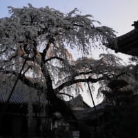 犬山の枝垂れ桜　　