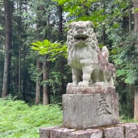 中尾八幡の大杉
