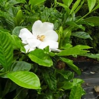 駄菓子の思い出　～夏の花を見ながら～