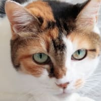 猫の写真　＆　猫の抗がん剤治療その5