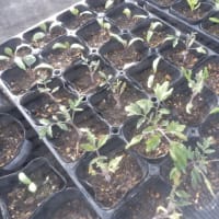 夏野菜の定植