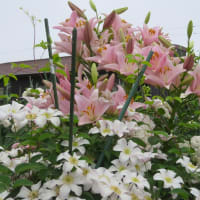 ７月の庭（2）百合が開花
