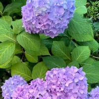 庭の紫陽花と頂き物