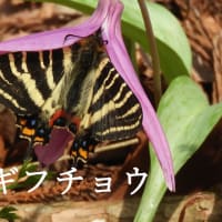 春の女神―ギフチョウ