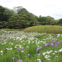 岡山後楽園～2025年6月15日