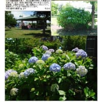 紫陽花－189　久喜　エンゼル公園