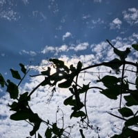 エンドウと雲