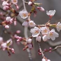 清雲寺のしだれ桜　～2012/04/10 12：20現在