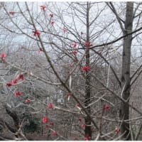 大阪府営山田池公園の花の木