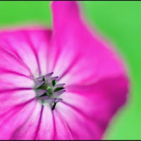 「隣の庭に咲いた草花」シラン（紫蘭）・他