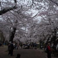 井の頭公園＾＾。