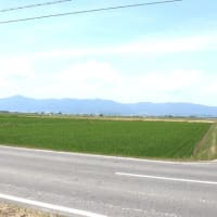 滋賀県も　インドのデリーも　カンカン照り。　　暑さなんかに負けませんよ。
