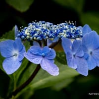 紫陽花「らんまん」