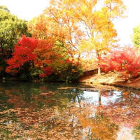 山田池公園のメタセコイヤ、モミジ、カヤ、ポプラの紅葉