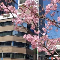 桜が咲いた　　新阿波座公園　　　　2024年3月29日　快晴