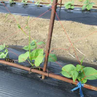 蔓ありサヤインゲンを間引きし土入れ