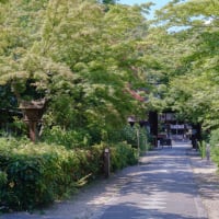 京の「まちブラ」、、、久しぶりに散歩に出かけた京都御苑と梨木神社