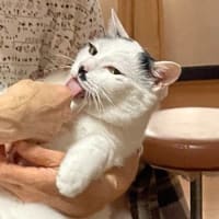 今週の水草水槽＆にゃんこ 2025.7.2