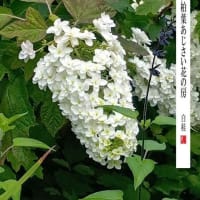 柏葉紫陽花