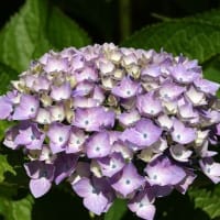 06/14探鳥記録写真：はまゆう公園の鳥たち（ホオジロ、カワラヒワ、紫陽花、）